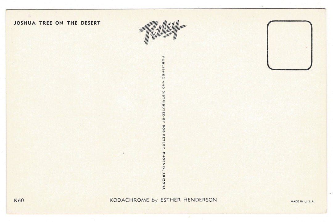 1950s The Desert Majesty of Joshua Trees Vintage Postcard, back view.