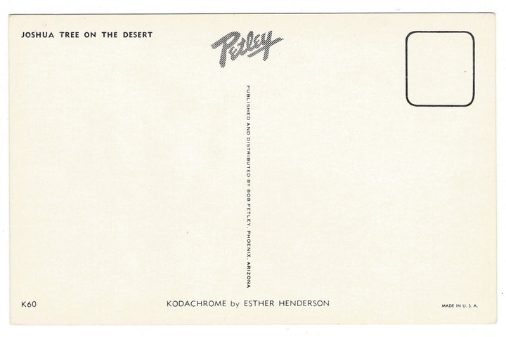 1950s The Desert Majesty of Joshua Trees Vintage Postcard, back view.