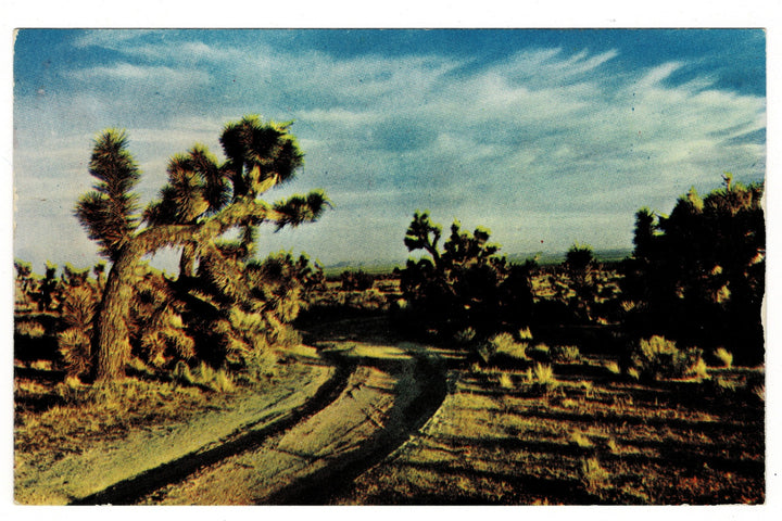 1950s The Desert Majesty of Joshua Trees Vintage Postcard.