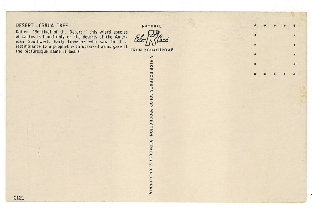 1950s The Desert Majesty of Joshua Trees Vintage Postcard, back view.