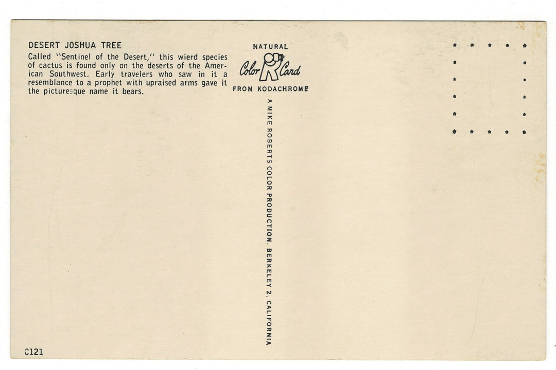 1950s The Desert Majesty of Joshua Trees Vintage Postcard, back view.