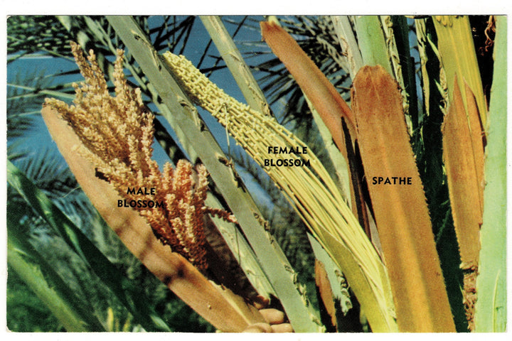 1950s Life Cycle of the Date Palm postcard.
