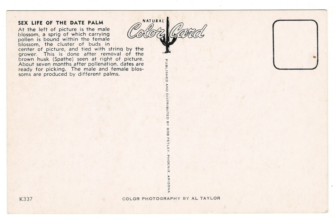 1950s Life Cycle of the Date Palm postcard, back view.