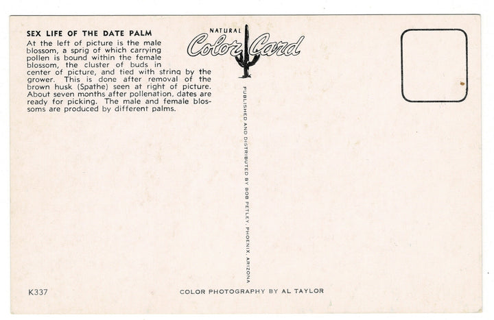 1950s Life Cycle of the Date Palm postcard, back view.