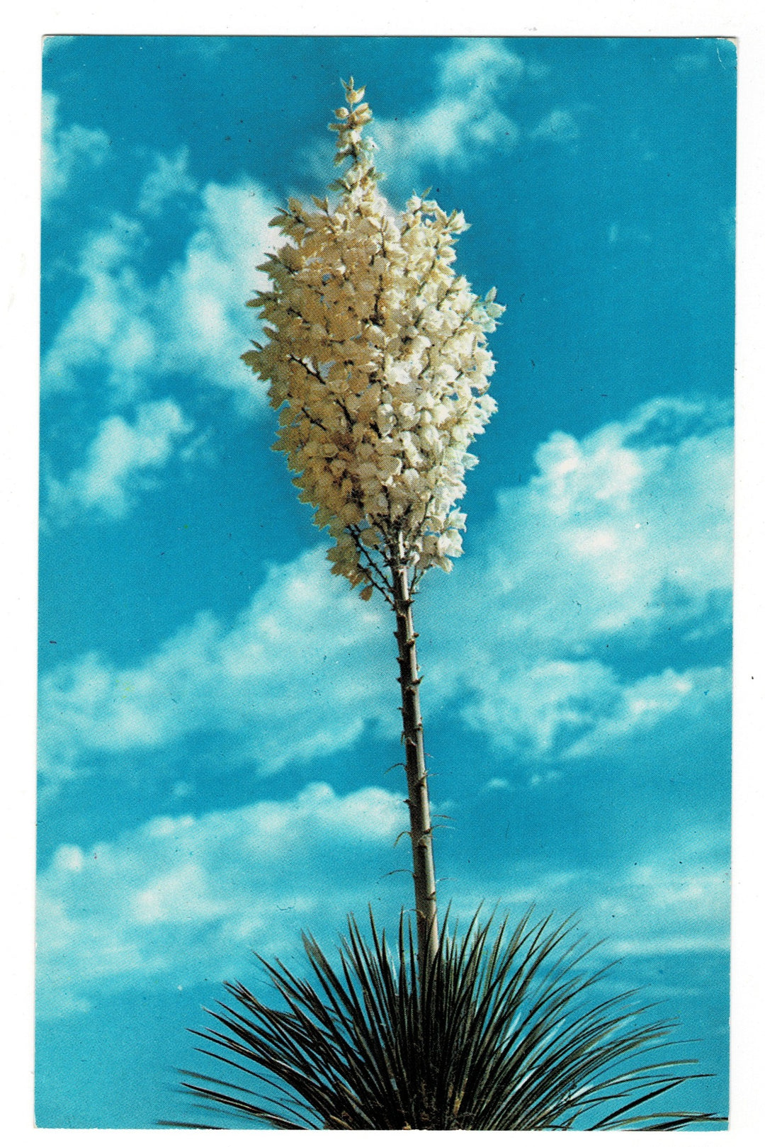 1950s Desert Yucca in Bloom Vintage Postcard.