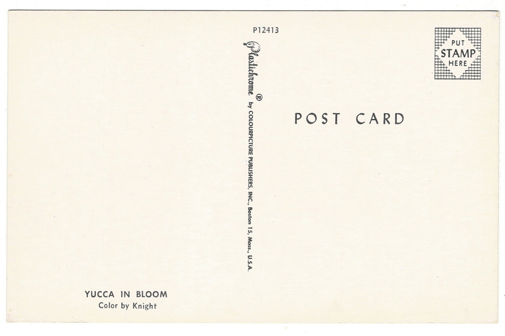 1950s Desert Yucca in Bloom Vintage Postcard, back view.