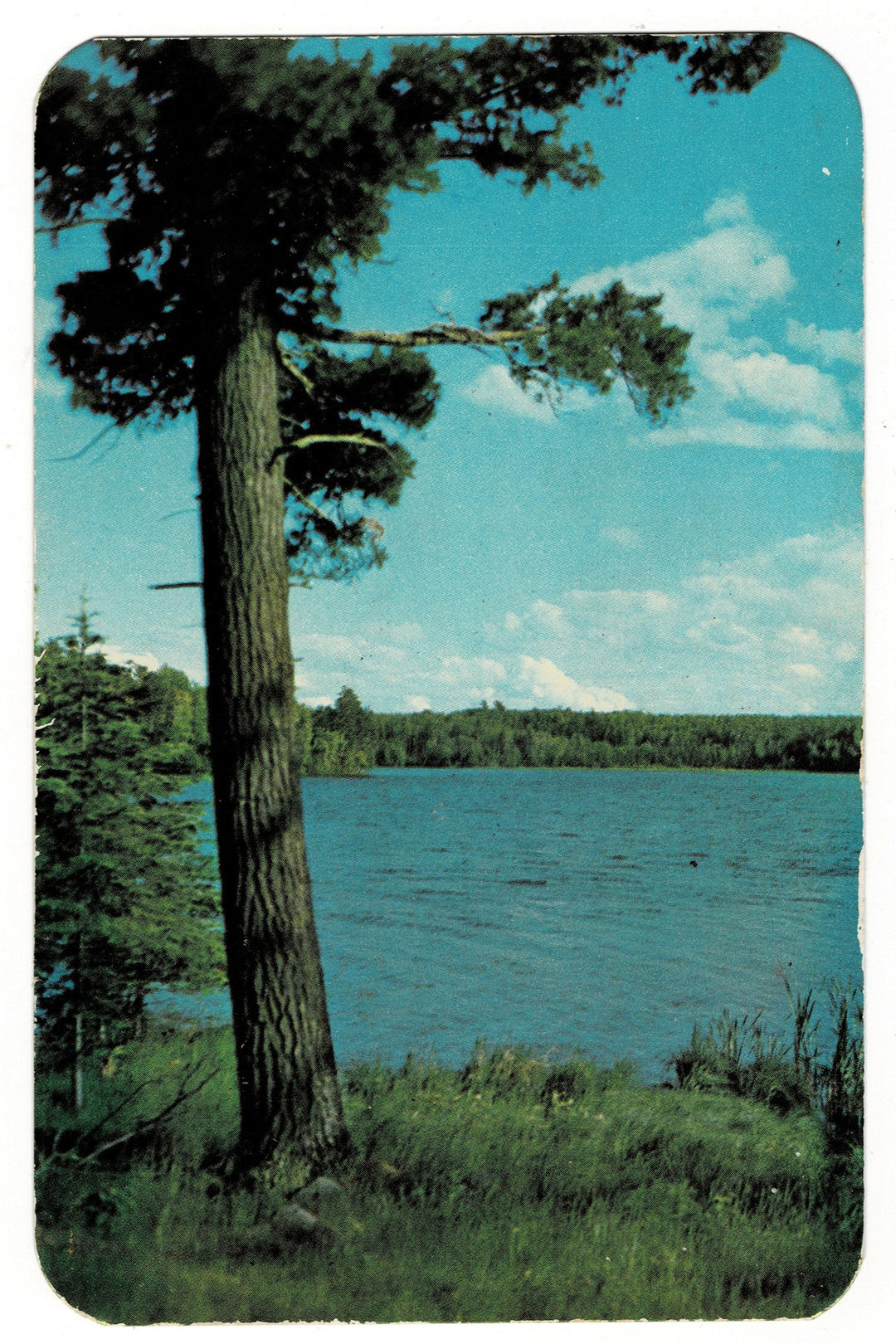 1950s Norway Pine in Tranquil Setting Vintage Postcard.