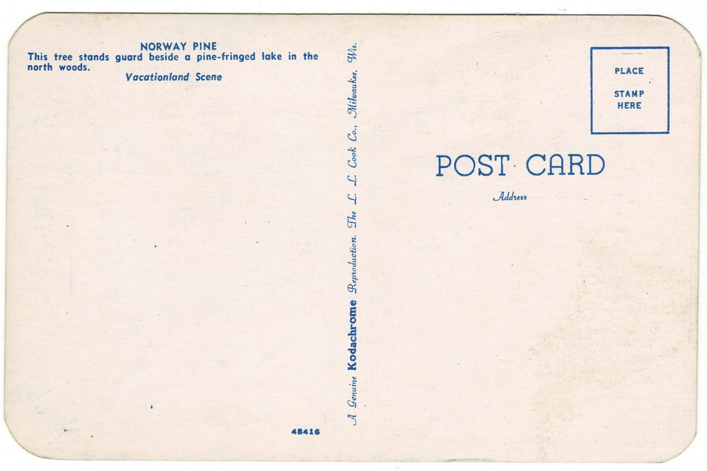 1950s Norway Pine in Tranquil Setting Vintage Postcard, back view.