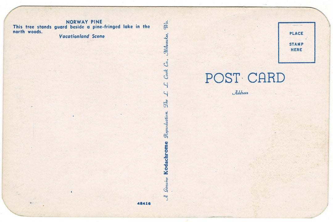 1950s Norway Pine in Tranquil Setting Vintage Postcard, back view.