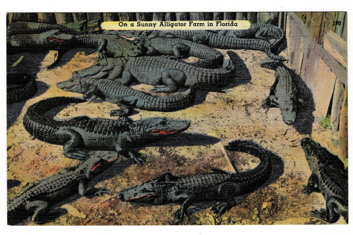 1940s Alligator Farm in Florida Vintage Postcard.