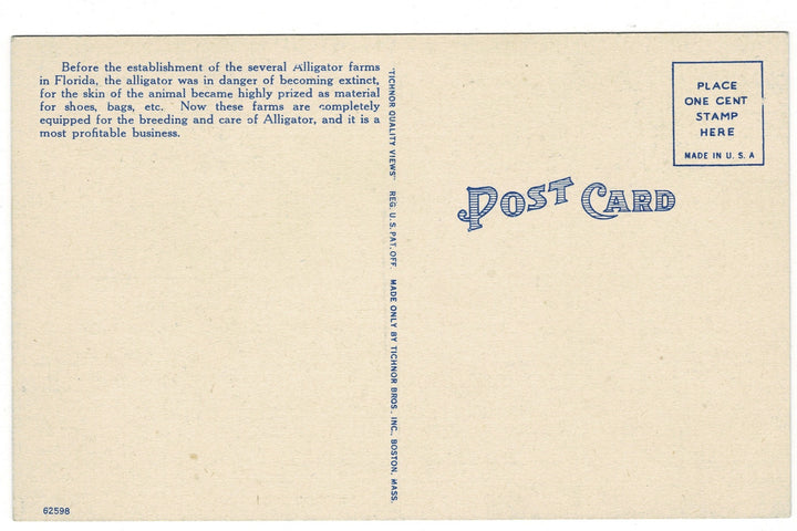 1940s Alligator Farm in Florida Vintage Postcard, back view.