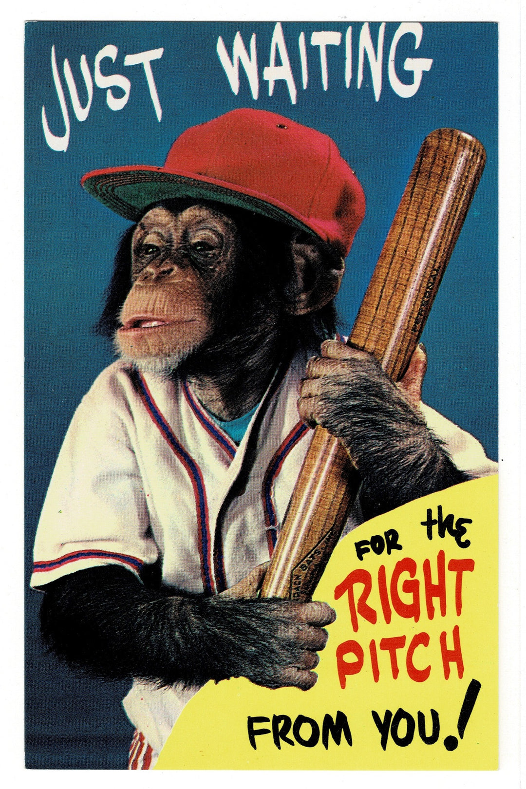 1960s Florida Monkey Jungle Souvenir Vintage Baseball Postcard.