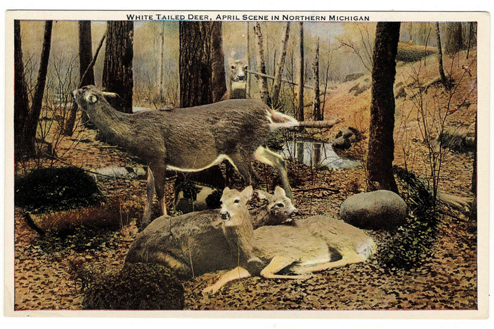 1930s Field Museum Michigan Deer Diorama Vintage Postcard.