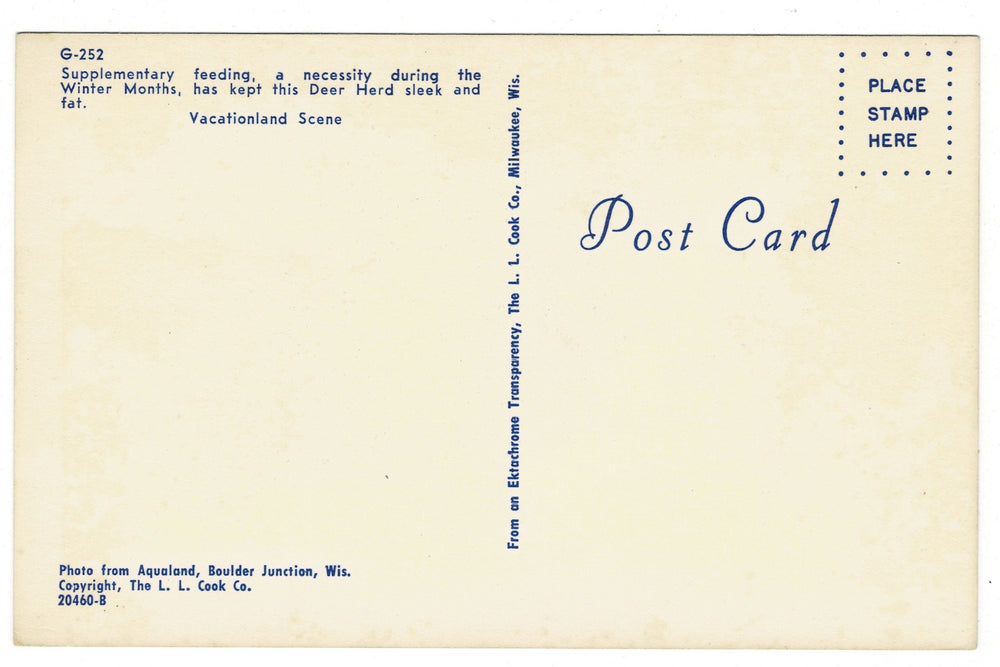 1960s Deer in the Snow: Grayling, Michigan vintage postcard, back view.