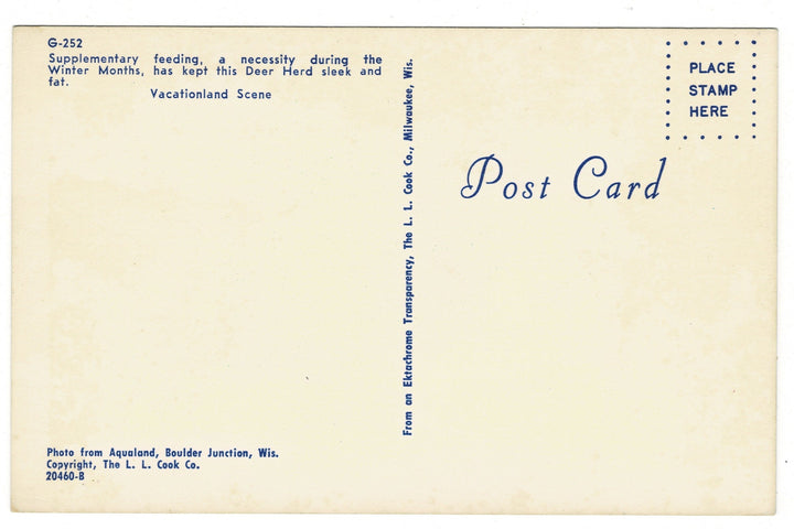 1960s Deer in the Snow: Grayling, Michigan vintage postcard, back view.