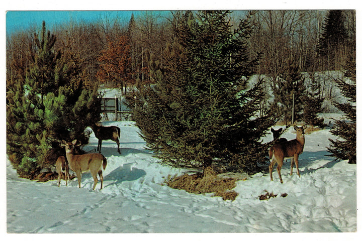 1960s Deer in the Snow: Grayling, Michigan vintage postcard.