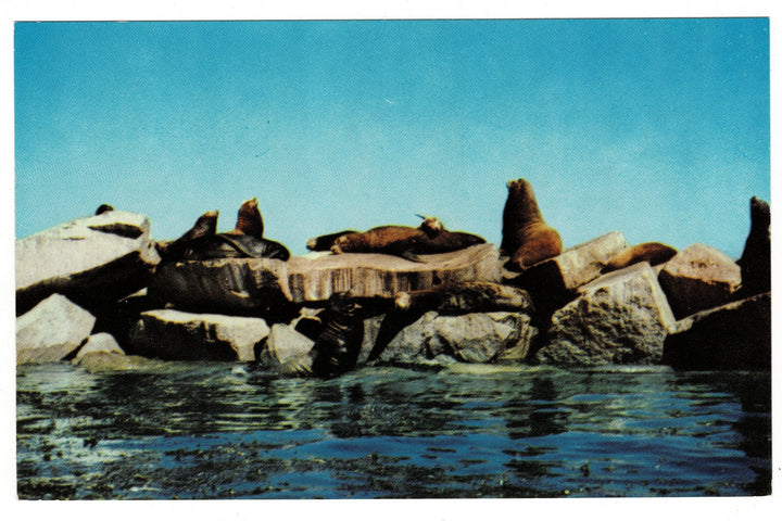 1950s Seals in Monterey Harbor California Vintage Postcard.