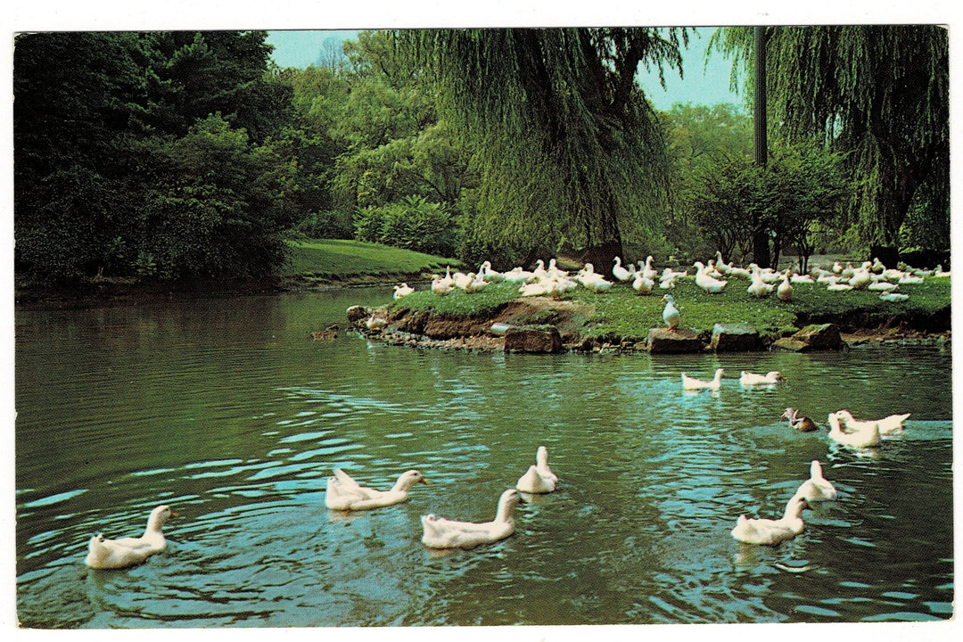 1960s Duck Pond in Monument Park in Canton, Ohio Vintage Postcard.