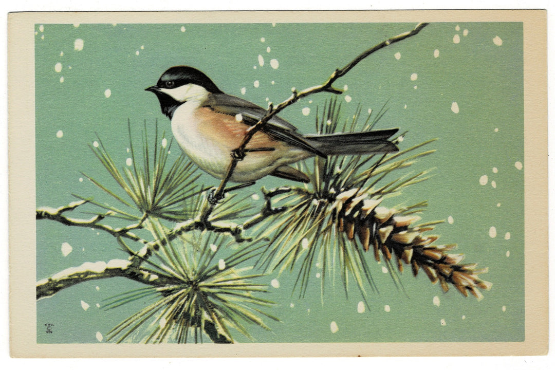 1939 Chickadee in the Snow Vintage Bird Postcard.