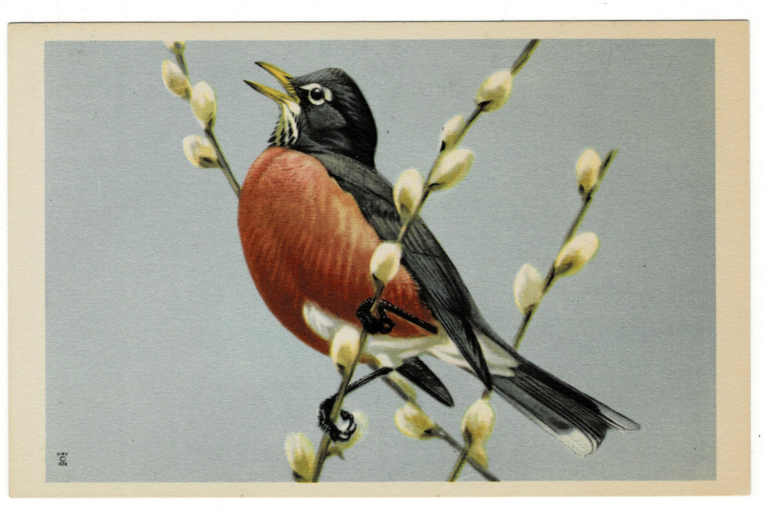 1939 American Robin Vintage Art Postcard.