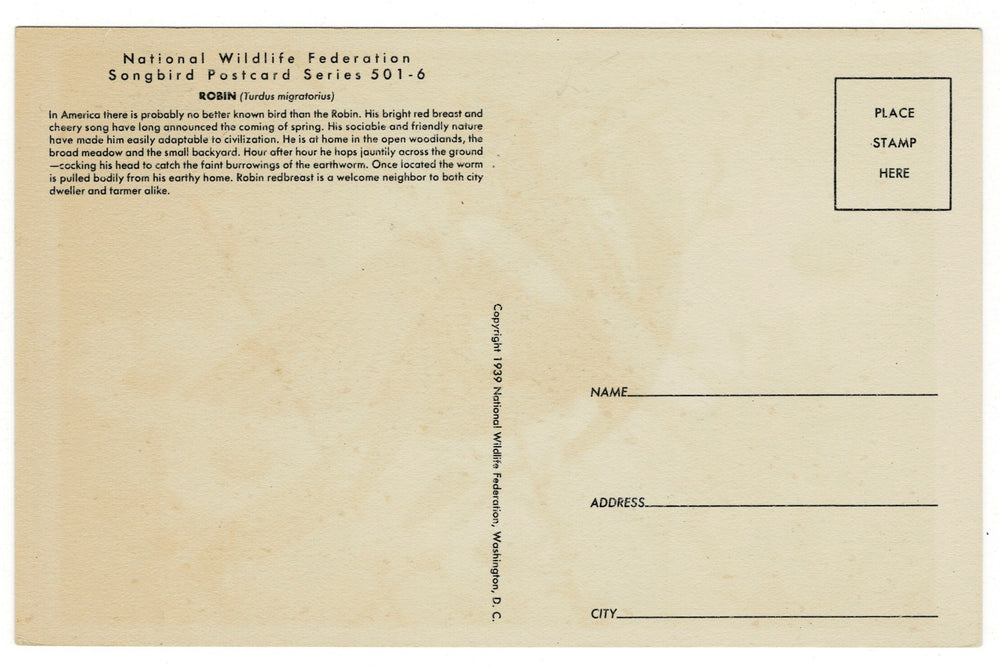 1939 American Robin Vintage Art Postcard, back view.