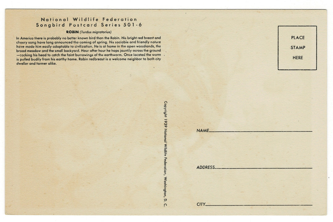 1939 American Robin Vintage Art Postcard, back view.