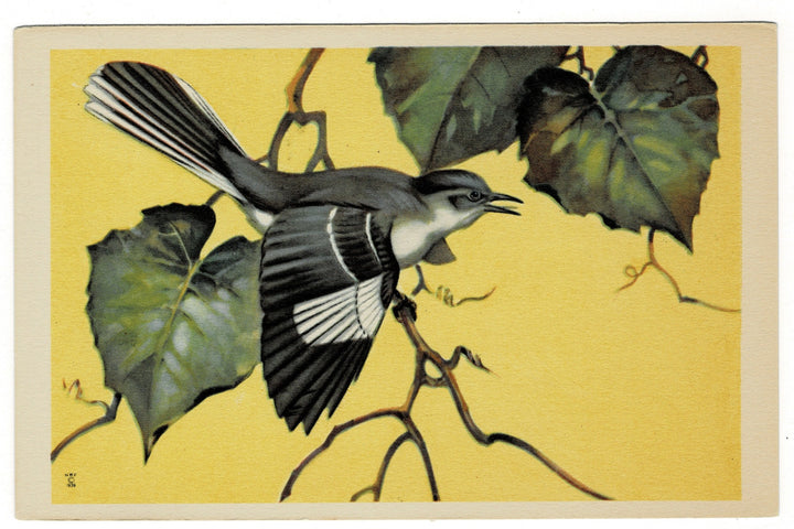 1939 Mockingbird Songbird Vintage Art Postcard.