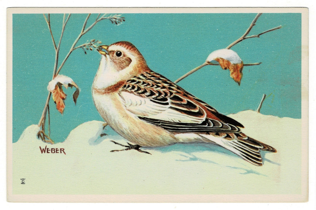  1950 Eastern Snow Bunting Vintage Art Postcard.