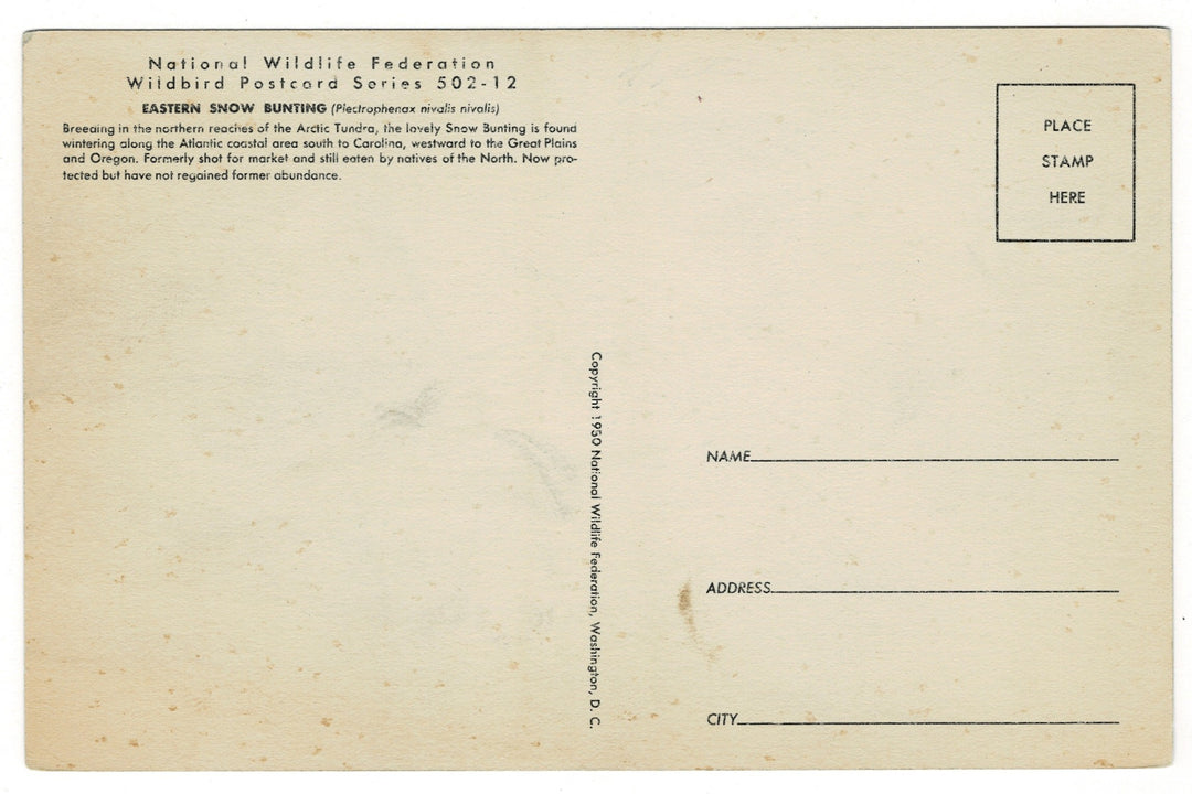  1950 Eastern Snow Bunting Vintage Art Postcard, back view.