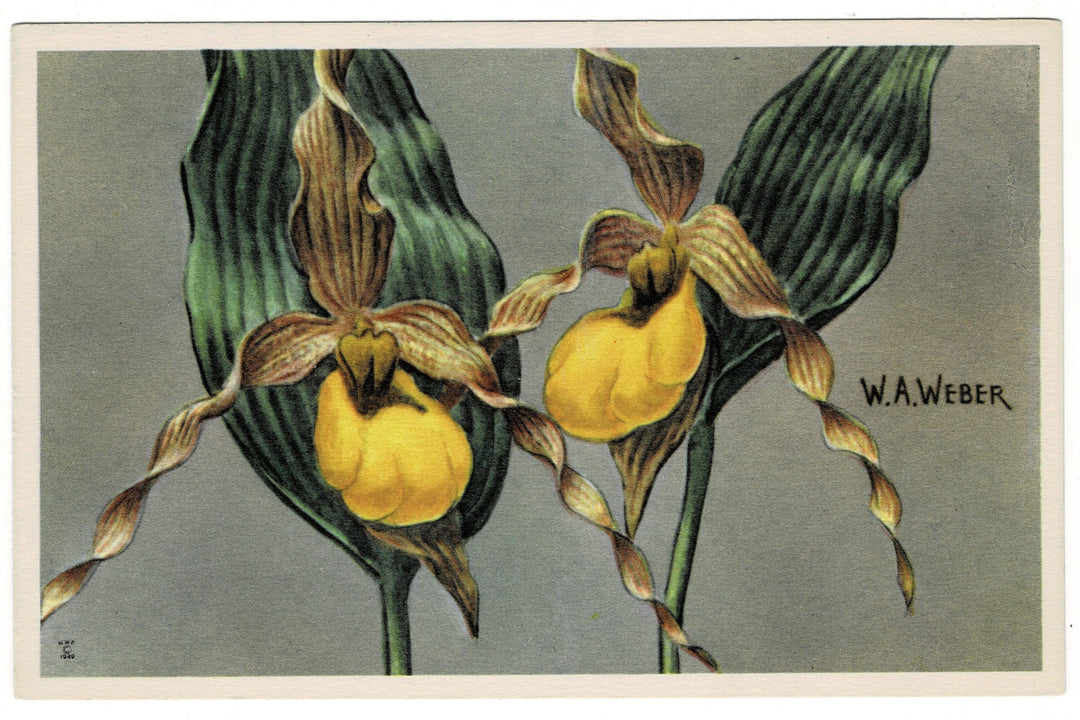 1949 Yellow Lady’s Slipper Vintage Fauna Art Postcard.