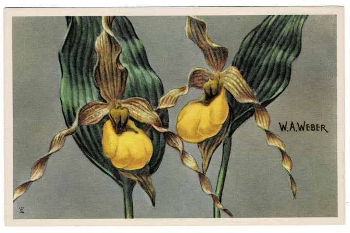 1949 Yellow Lady’s Slipper Vintage Fauna Art Postcard.