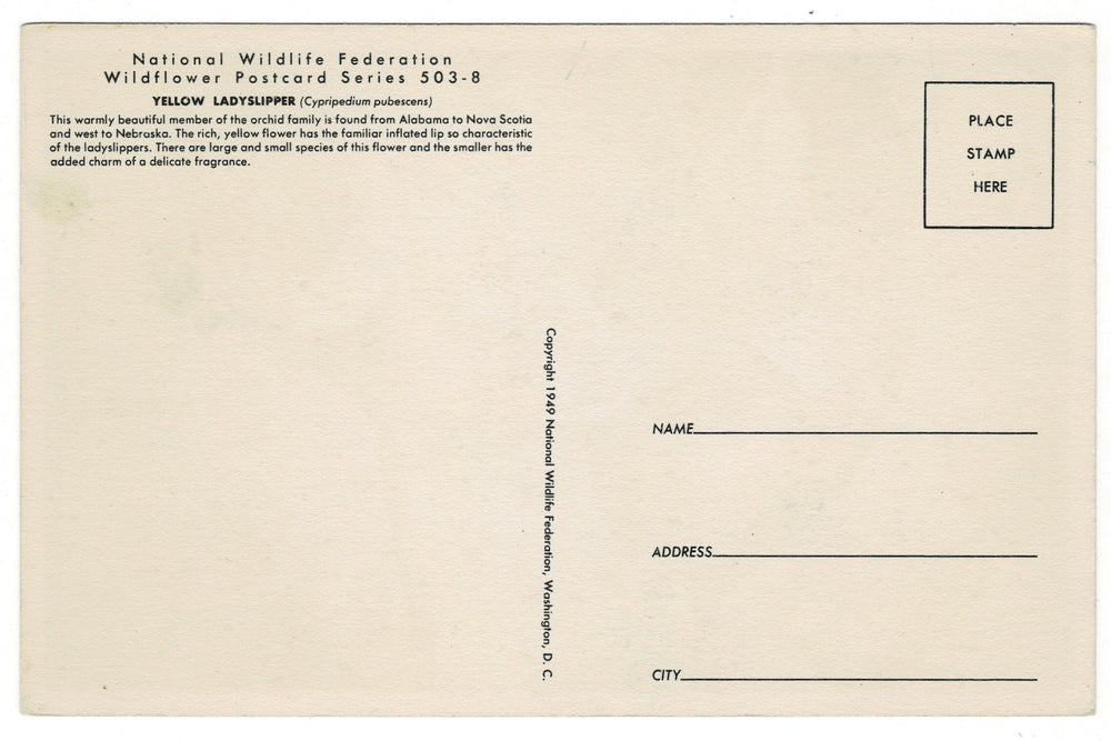 1949 Yellow Lady’s Slipper Vintage Fauna Art Postcard back view.