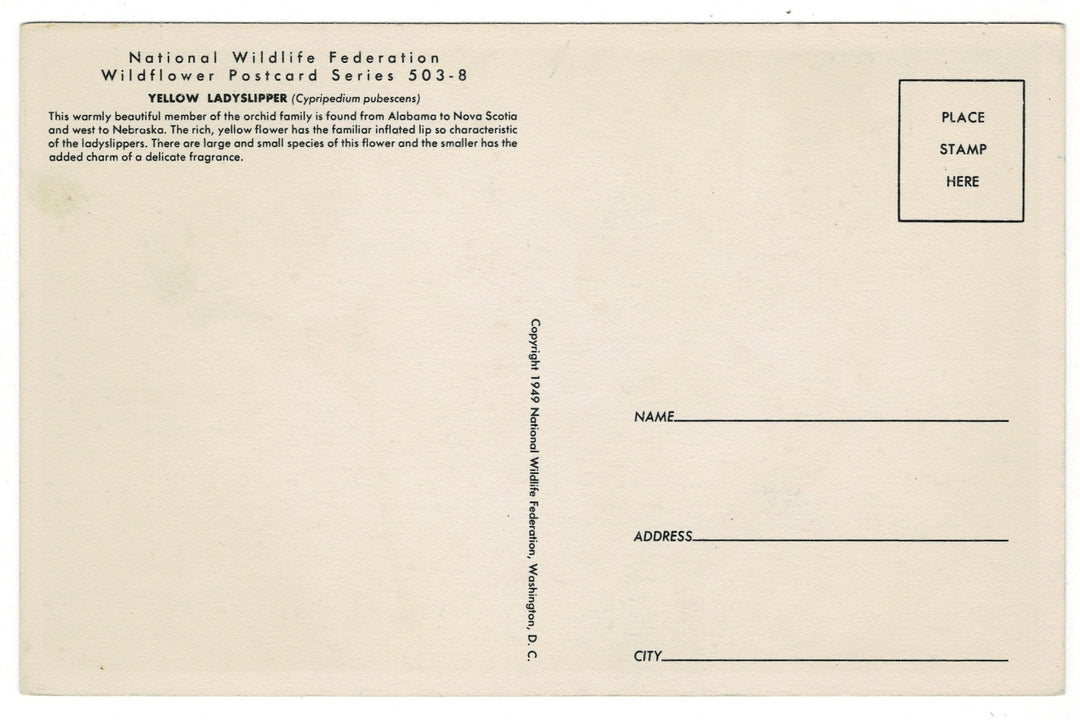 1949 Yellow Lady’s Slipper Vintage Fauna Art Postcard back view.