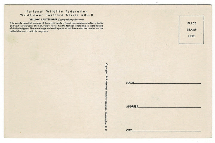 1949 Yellow Lady’s Slipper Vintage Fauna Art Postcard back view.