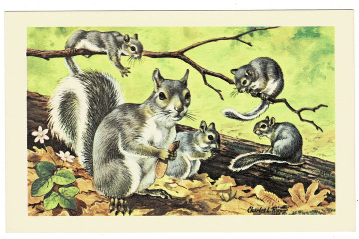 1960s Gray Squirrels by Ripper Vintage Artist Signed Postcard.