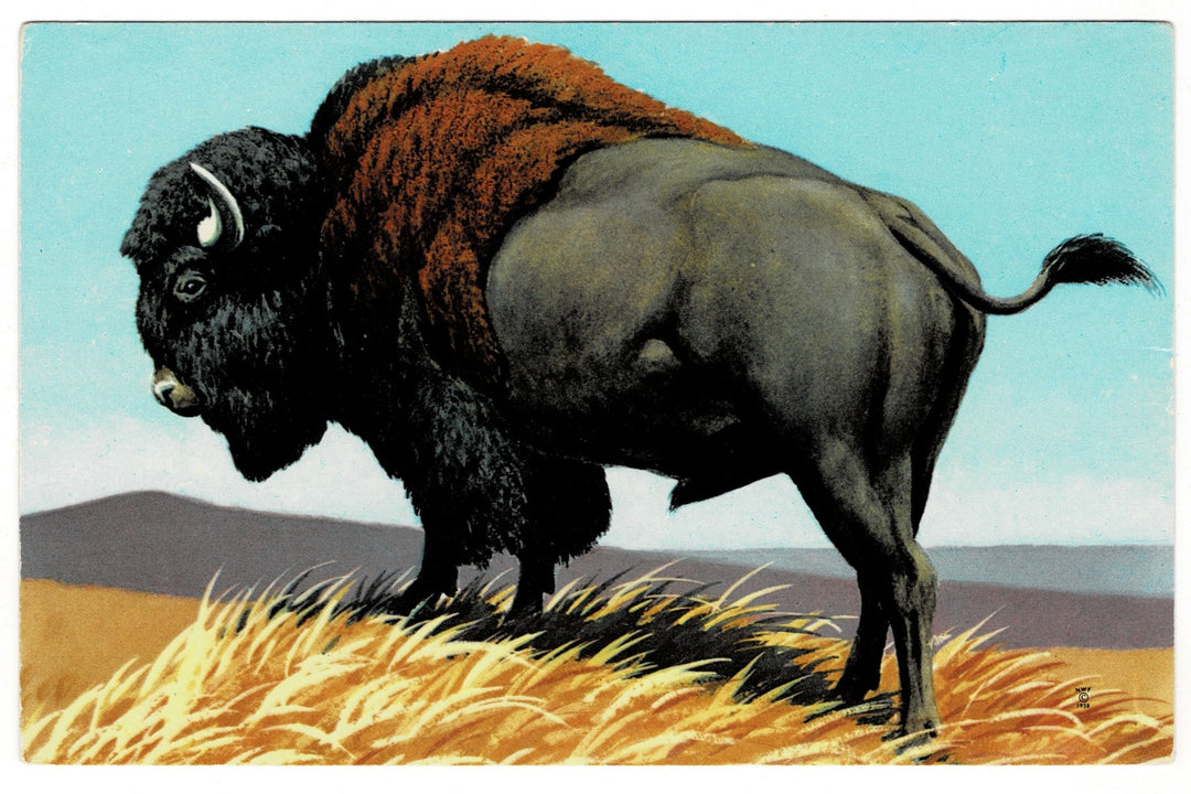 1958 American Bison by Eckleberry Vintage Artist Signed Postcard.