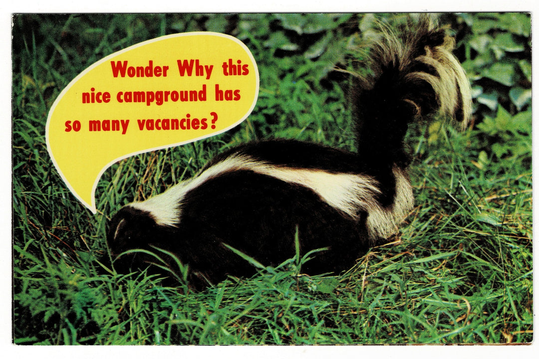 1971 Smelly Welcome at the Campground Funny Vintage Skunk Postcard.