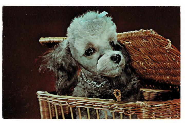 1964 Poodle Puppy in a Wicker Basket Postcard