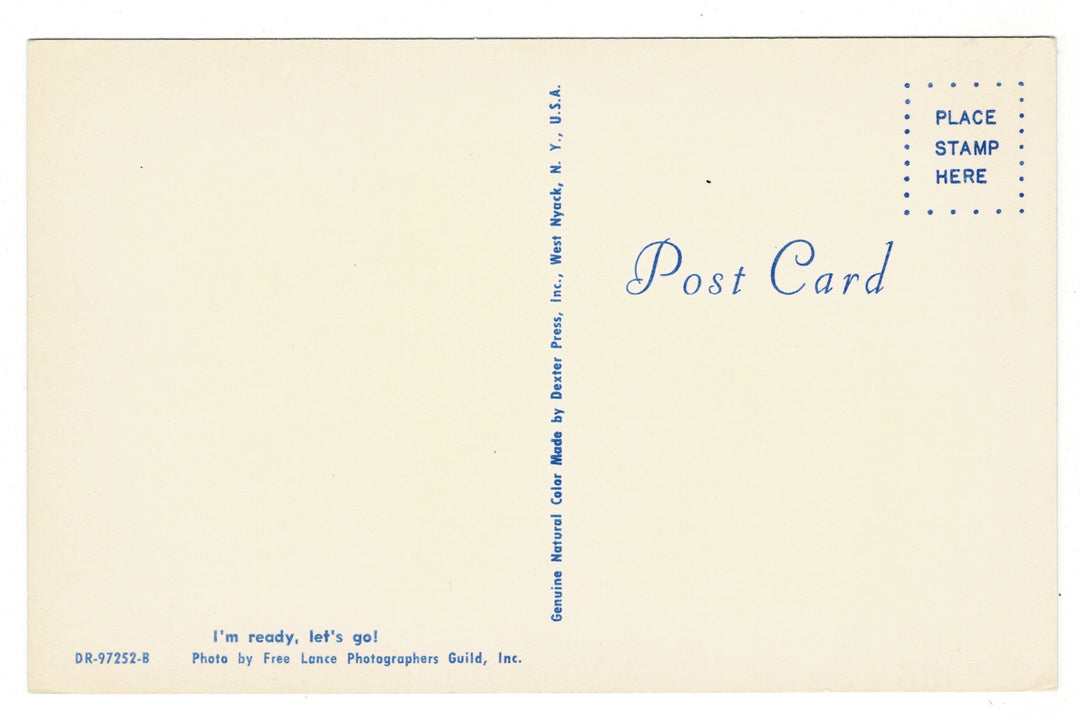 1964 Poodle Puppy in a Wicker Basket Postcard