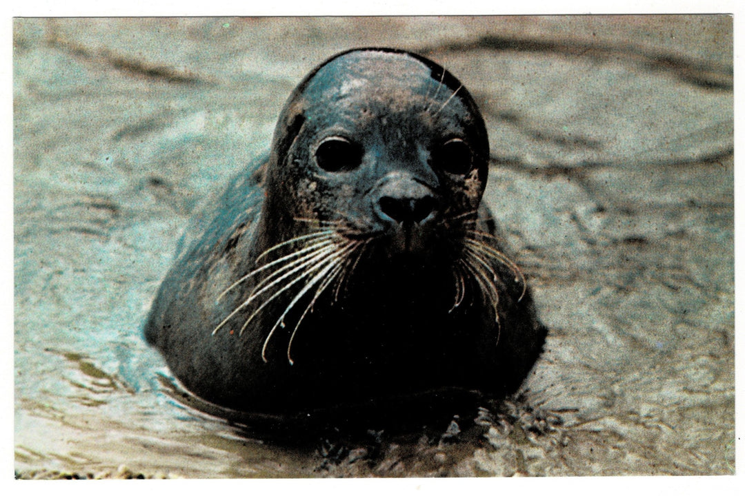 1969 Sunshine of Brighton Seal, Brighton Aquarium Vintage Postcard.