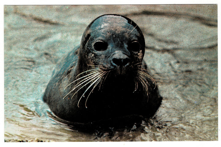 1969 Sunshine of Brighton Seal, Brighton Aquarium Vintage Postcard.