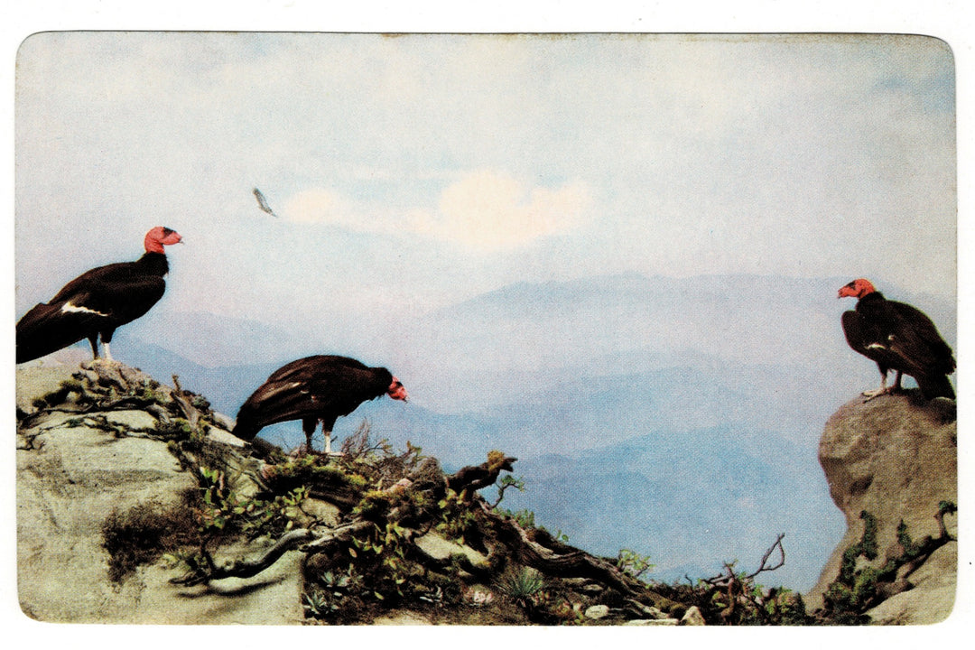 1950s California Condor Exhibit, Denver Museum.