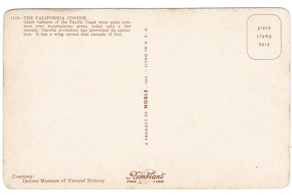 1950s California Condor Exhibit, Denver Museum, back view.