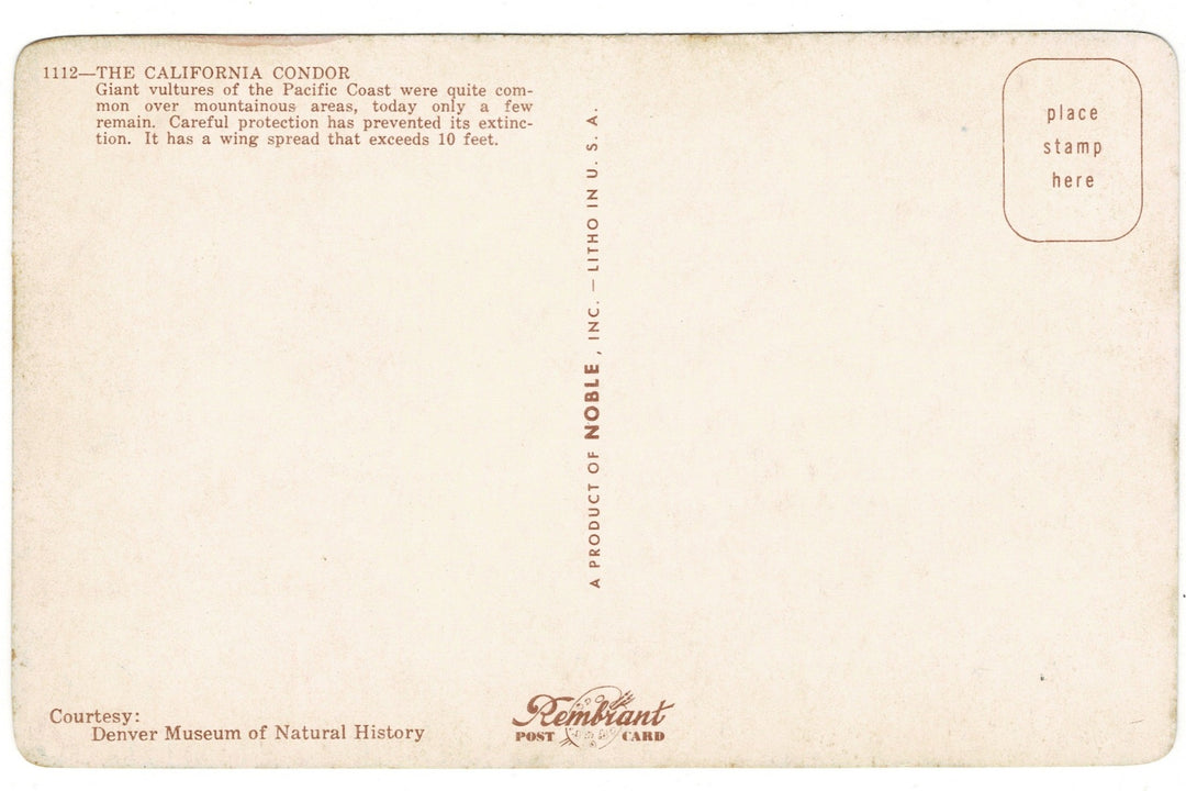 1950s California Condor Exhibit, Denver Museum, back view.