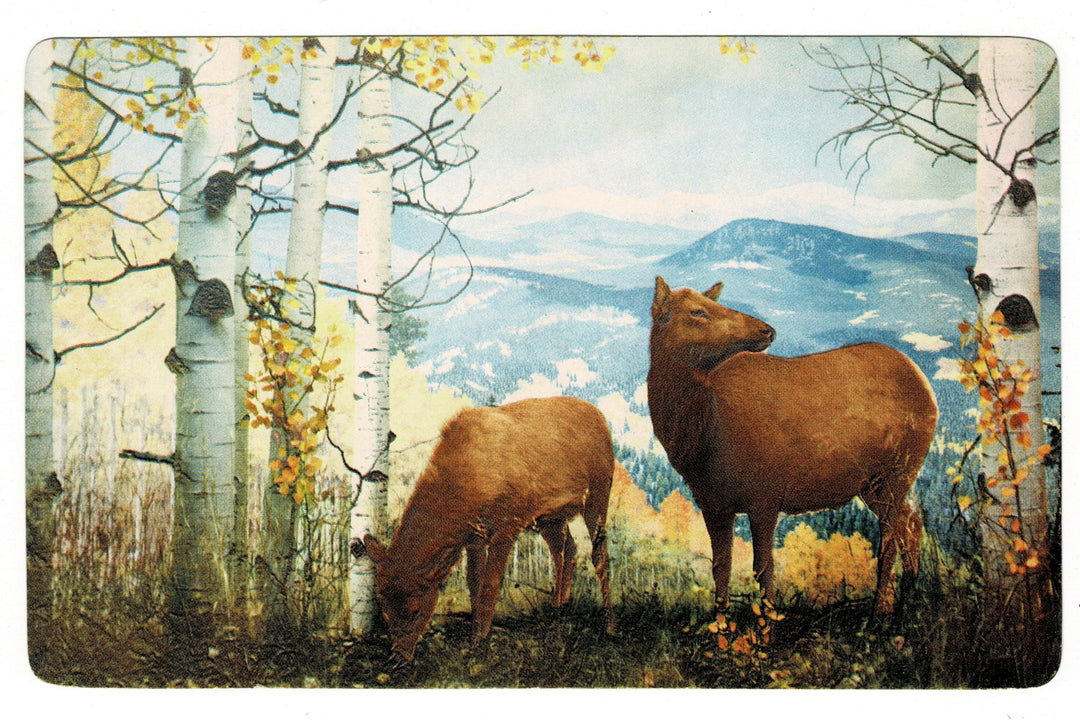 50s American Wapit Elk Denver Museum Natural History Vintage Postcard.