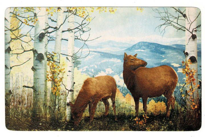 50s American Wapit Elk Denver Museum Natural History Vintage Postcard.