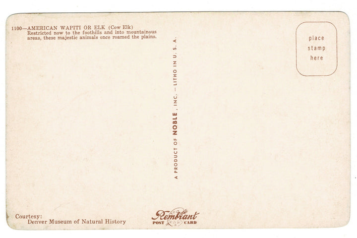 50s American Wapit Elk Denver Museum Natural History Vintage Postcard, back view.