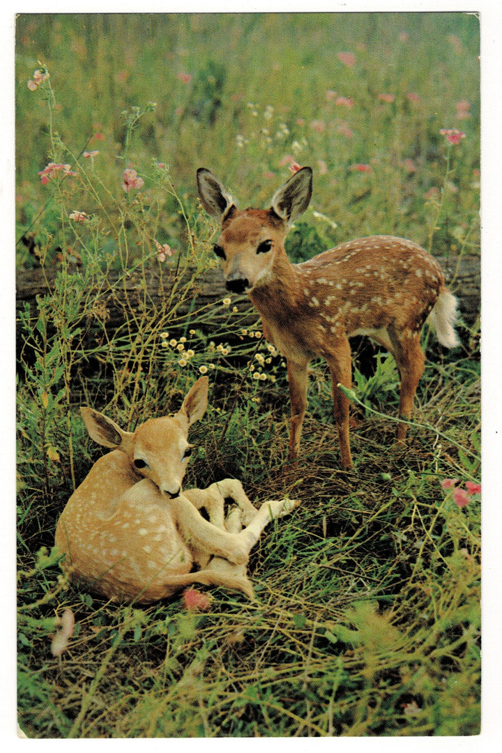 1958 Fawns Resting in Field Vintage Fauna Postcard.