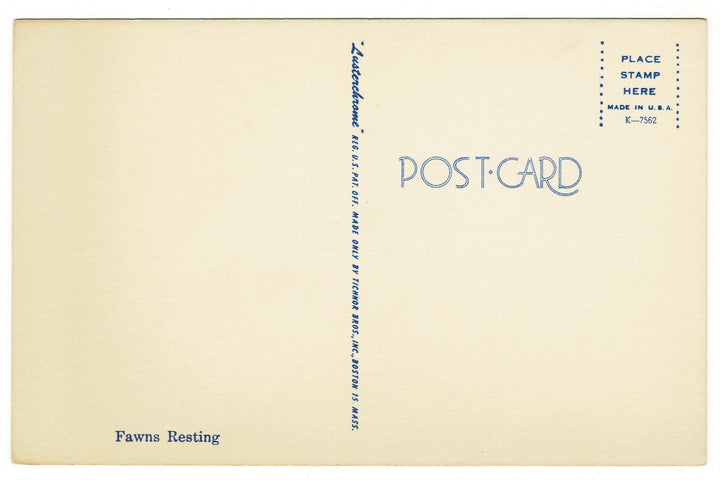 1958 Fawns Resting in Field Vintage Fauna Postcard, back view.