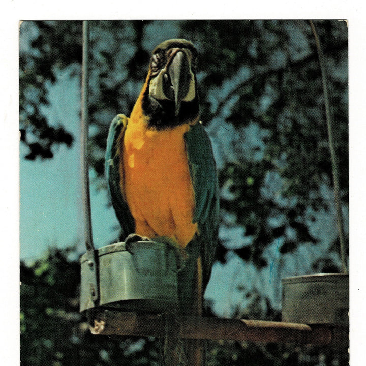 Colorful parrot perched on a branch with a blurred natural background